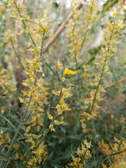 Genista tricuspidata