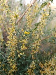 Genista tricuspidata