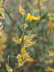 Genista tricuspidata