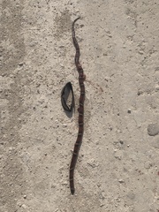 Lampropeltis annulata