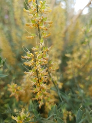 Genista tricuspidata