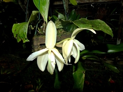 Stanhopea grandiflora