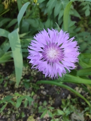 Asteraceae