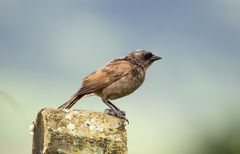 Agelaioides fringillarius