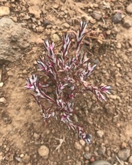 Polygonum bidwelliae