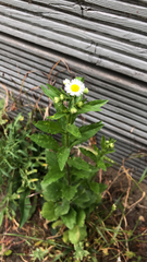 Erigeron annuus