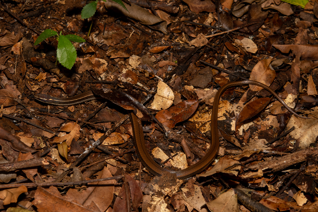 Black-striped Snake