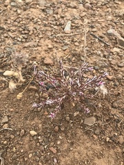 Polygonum bidwelliae