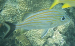 Haemulon carbonarium