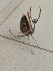 Heterochaeta orientalis