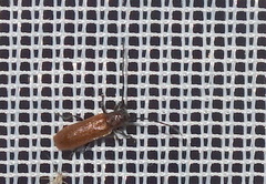 Anaesthetis testacea