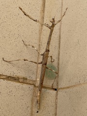 Heterochaeta orientalis