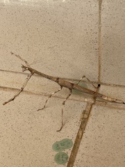 Heterochaeta orientalis