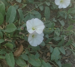 Convolvulus arvensis