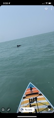 Delphininae