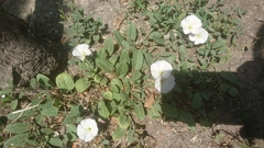Convolvulus arvensis