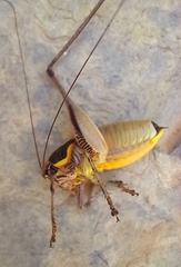 Eupholidoptera smyrnensis