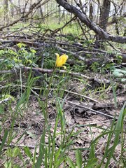 Tulipa sylvestris biebersteiniana