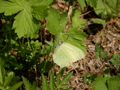 Gonepteryx rhamni