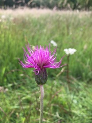 Cirsium dissectum