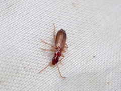 Paradromius linearis