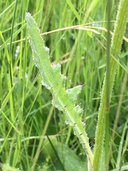 Cirsium dissectum
