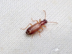 Paradromius linearis