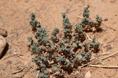 Euphorbia granulata