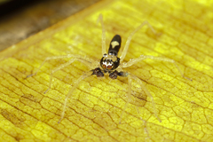 Asemoneinae