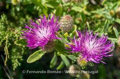 Centaurea sphaerocephala
