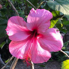 Hibiscus rosa-sinensis