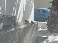 Passer domesticus