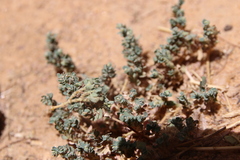 Euphorbia granulata