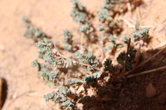 Euphorbia granulata