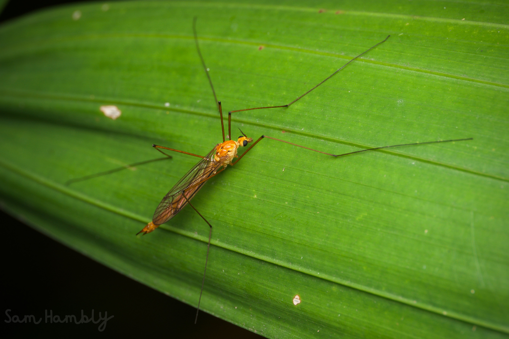Tiger Crane Flies