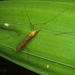 黃斑大蚊屬 - Photo 由 Sam Hambly 所上傳的 (c) Sam Hambly，保留部份權利CC BY-NC