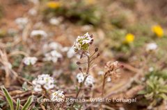 Lobularia maritima maritima