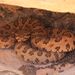 Midget Faded Rattlesnake - Photo (c) canoe4nature, some rights reserved (CC BY-NC)
