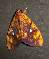 Miniodes discolor