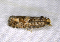 Eucopina