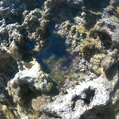 Ellisolandia elongata