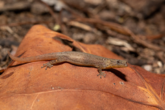 Sphaerodactylus poindexteri