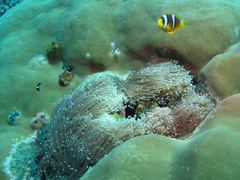 Euphyllia glabrescens