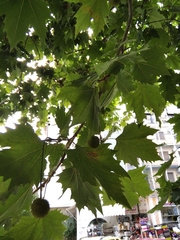 Platanus