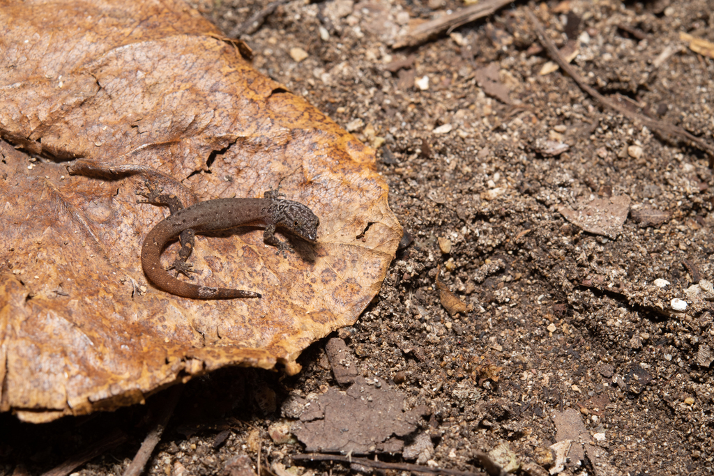 Utila Lesser Gecko