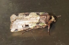 Mentaxya ignicollis