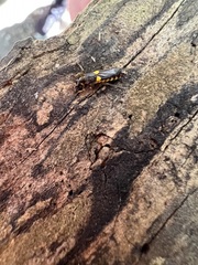 Trypherus frisoni