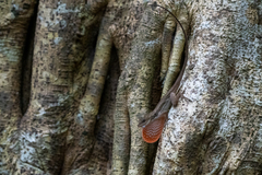 Anolis bicaorum