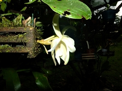 Stanhopea grandiflora