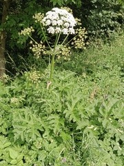 Heracleum sphondylium